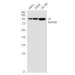 NUP98 Antibody in Western Blot (WB)