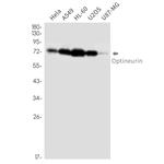 Optineurin Antibody in Western Blot (WB)