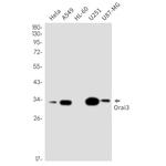 ORAI3 Antibody in Western Blot (WB)