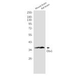 OTX1 Antibody in Western Blot (WB)