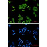 p23 Recombinant Rabbit Monoclonal Antibody (K01_2N74)