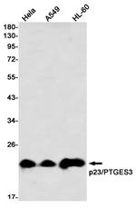 p23 Antibody in Western Blot (WB)