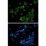 NCF4 Recombinant Rabbit Monoclonal Antibody (K01_2N78)
