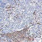 NCF4 Antibody in Immunohistochemistry (Paraffin) (IHC (P))