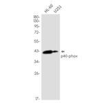 NCF4 Antibody in Western Blot (WB)