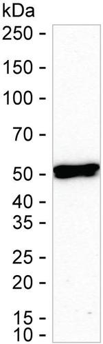 p57 Kip2 Antibody in Western Blot (WB)