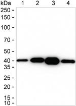 PBK Antibody in Western Blot (WB)