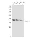PBK Antibody in Western Blot (WB)