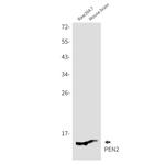PEN2 Antibody in Western Blot (WB)