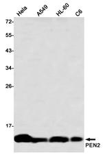 PEN2 Antibody in Western Blot (WB)