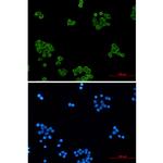 PRDX1 Recombinant Rabbit Monoclonal Antibody (K01_2N86)