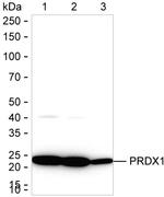 PRDX1 Antibody in Western Blot (WB)