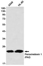 PRDX1 Antibody in Western Blot (WB)