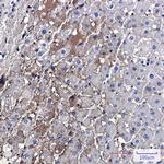 PF4 Recombinant Rabbit Monoclonal Antibody (K01_2N90)