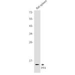 PF4 Antibody in Western Blot (WB)