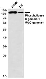 PLCG1 Antibody in Western Blot (WB)