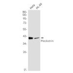 Pleckstrin Recombinant Rabbit Monoclonal Antibody (K01_2N95)