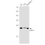 PMF1 Recombinant Rabbit Monoclonal Antibody (K01_2N96)