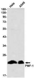 PMF1 Antibody in Western Blot (WB)