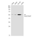 PNK Antibody in Western Blot (WB)