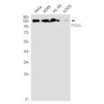 POLG Recombinant Rabbit Monoclonal Antibody (K01_2N98)