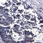 PREPL Recombinant Rabbit Monoclonal Antibody (K01_2P02)