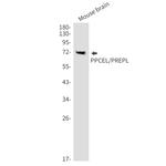 PREPL Antibody in Western Blot (WB)
