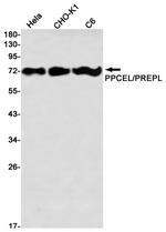 PREPL Antibody in Western Blot (WB)