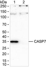 Caspase 7 Antibody in Western Blot (WB)