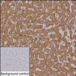 Prohibitin Antibody in Immunohistochemistry (Paraffin) (IHC (P))