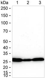 Prohibitin Antibody in Western Blot (WB)
