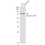 CUX1 Antibody in Western Blot (WB)