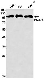 PSD93 Recombinant Rabbit Monoclonal Antibody (K01_2P11)