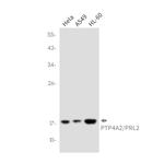 PTP4A2 Recombinant Rabbit Monoclonal Antibody (K01_2P13)