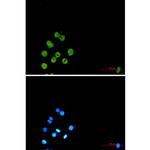 PU.1 Recombinant Rabbit Monoclonal Antibody (K01_2P14)