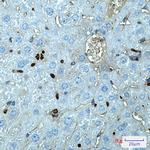 PU.1 Antibody in Immunohistochemistry (Paraffin) (IHC (P))