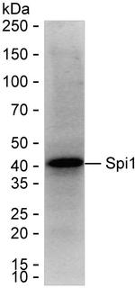 PU.1 Antibody in Western Blot (WB)
