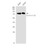 QSOX1 Recombinant Rabbit Monoclonal Antibody (K01_2P16)