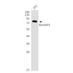 RANGAP1 Antibody in Western Blot (WB)