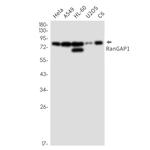 RANGAP1 Antibody in Western Blot (WB)