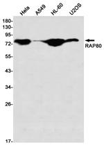 RAP80 Antibody in Western Blot (WB)