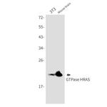 N-Ras Antibody in Western Blot (WB)