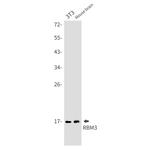 RBM3 Antibody in Western Blot (WB)