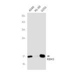 RBM3 Antibody in Western Blot (WB)