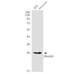 RhoGDI Antibody in Western Blot (WB)