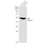 RNF14 Antibody in Western Blot (WB)
