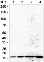 RPS20 Antibody in Western Blot (WB)