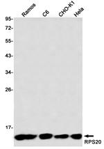 RPS20 Antibody in Western Blot (WB)