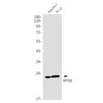 RPS8 Antibody in Western Blot (WB)
