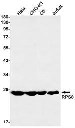RPS8 Antibody in Western Blot (WB)